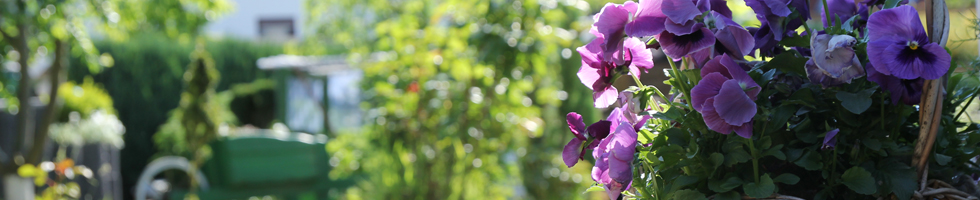 Blumentopf im Garten vom Ferienhaus Käthe